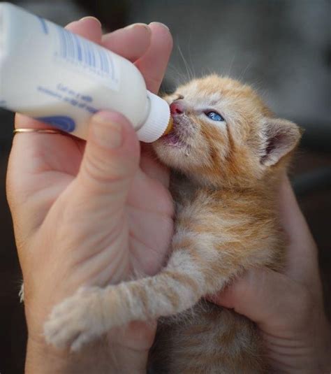 You need to buy a bottle specially made for feeding kittens, they usually come in kits along with the formula. Muffin the Ginger Farm Kitten Finds Home - Love Meow