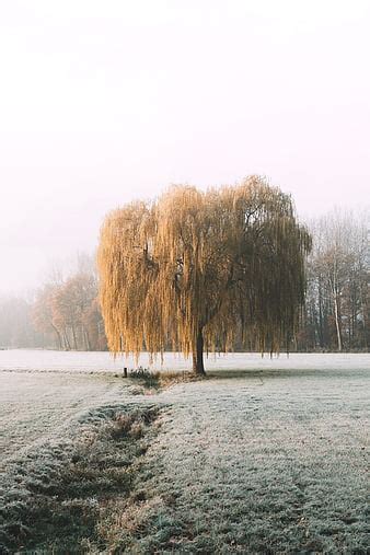 Frosty Reflection Tree Sunlight Weeping Willow Bonito White Lake