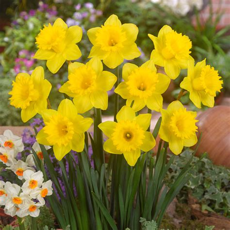 Daffodil Dutch Master Express Garden Shop