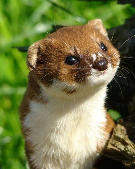 The Smallest Carnivorous Mammal The Least Or Pygmy Weasel Mustela