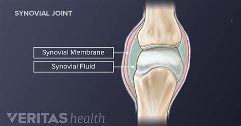 How Do Synovial Joints Work