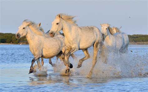 Fondos De Pantalla Caballo Agua Blanco Correr Salpicaduras Tres 3