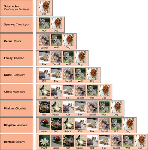 The Taxonomic Classification System | Biology for Majors I