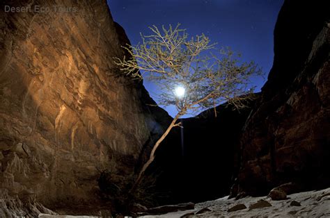 Desert Eco Tours Camel Tours In Israel Jordan Sinai Negev Eilat