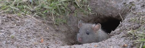 How To Get Rid Of Rats In Your Garden Or Ornamental Landscape