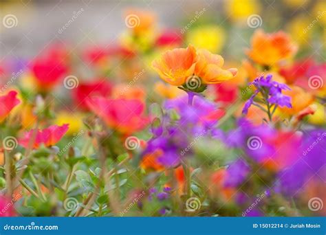 Colorful Low Growing Tropical Flowers Stock Photo Image Of Inside