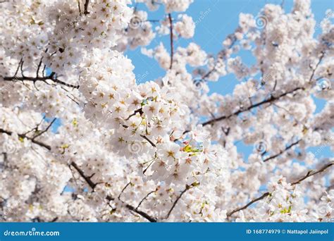 Soft Pink Sakura Cherry Blossoms Branches In Spring Season Soft Focus