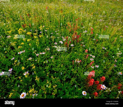 Blooming Wildflowers In An Alpine Meadow Stock Photo Alamy