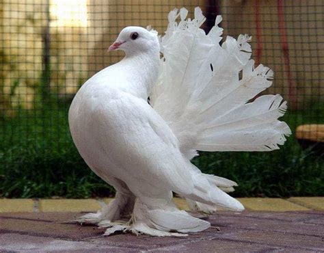 Fungugu Funny Pictures Beautiful White Pigeon Bird