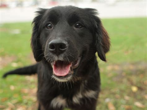 Find bernese mountain in dogs & puppies for rehoming | find dogs and puppies locally for sale or adoption in ontario : Bernese Mountain Dog mix pups