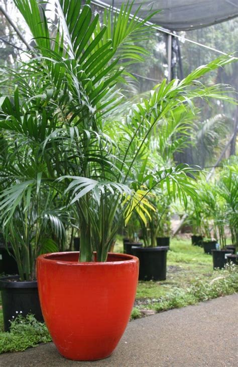 Kentia palm care for pests and other issues. 31+ Different Types Of Palm Trees With Pictures (Indoor ...