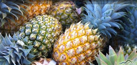 Pineapple Is A Herbaceous Perennial Fruit Which Is Grown Around The