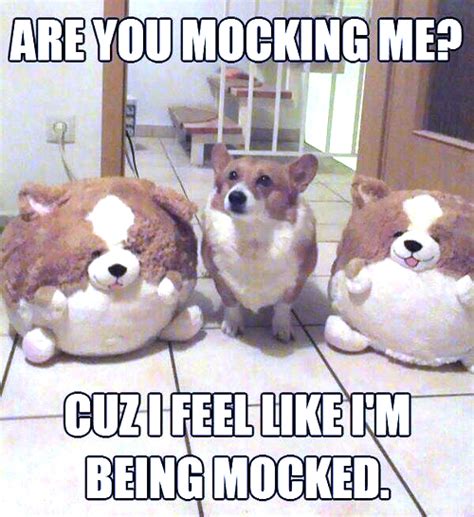 Are You Mocking Me Memes Funny Photos Videos