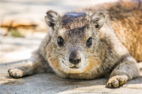 Rock Hyrax Facts Critterfacts