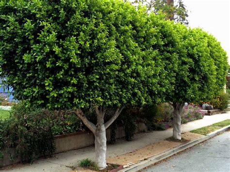 We did not find results for: Great hedge and screen plants for privacy. | Pacific ...