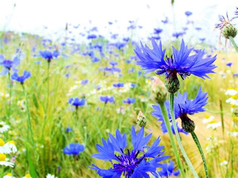 1000 Tall Blue Bachelors Button Cornflower Centaurea Cyanus Flower