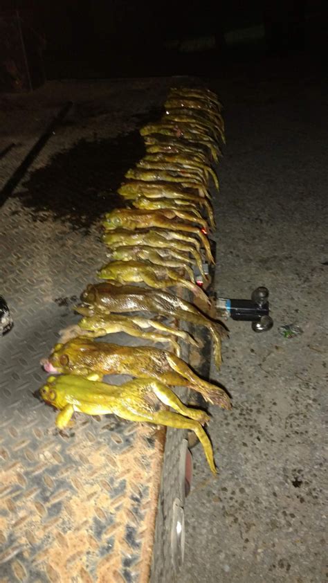 Frog Gigging Season In Missouri