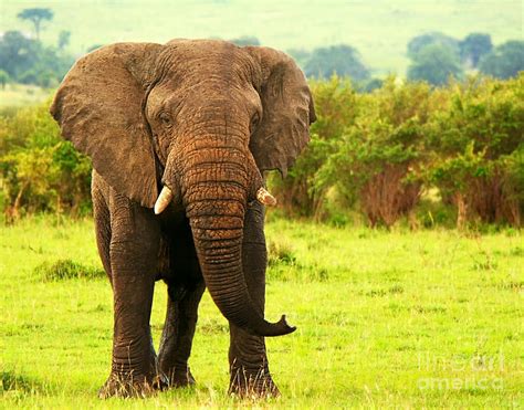 Elephant In The Wild Photograph By Anna Om