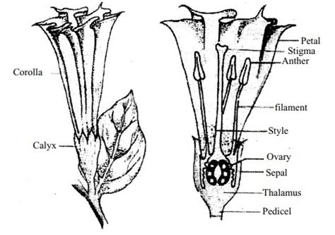 Explain The Structure Of The Datura Plant With A Diagram