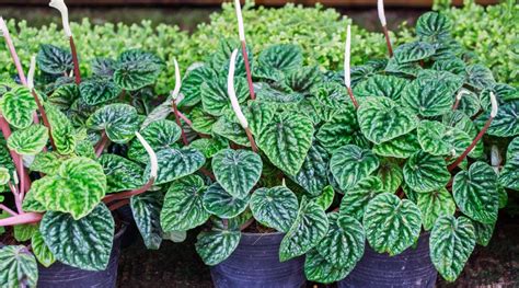 Fall In Love With These Peperomia Plant Varieties Bloombox Club