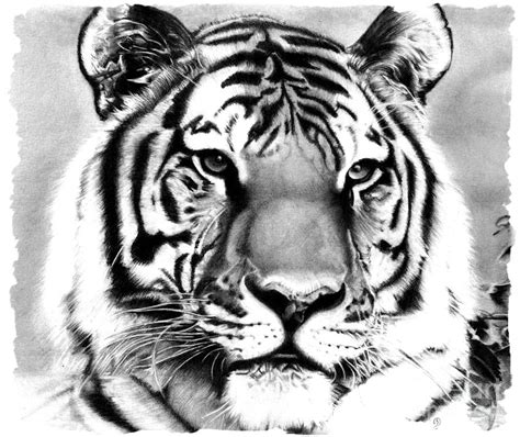 Realistic Pencil Drawing Of A Tiger Drawing By Debbie Engel Pixels