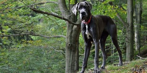 Irish Wolfhound Vs Great Dane