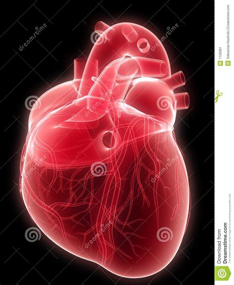 Coeur humain illustration stock. Illustration du artère - 7726081