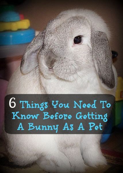 6 Things You Need To Know Before Getting A Bunny As A Pet Emily