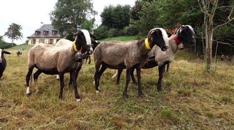 Origin And History Of The Bizet Sheep Breed Archivi Un Mondo