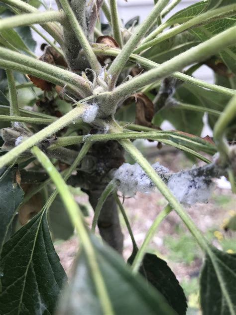 Odinae have not been observed and m. How to get rid of Aphids | Kings Plant Doctor
