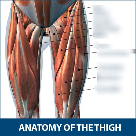 Anterior Thigh Muscles Diagram Quizlet