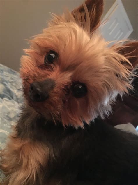 Yorkie Rescue Minnesota