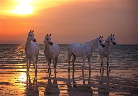 Arabian Mares On The Beach At Sunrise Photo By Jennifer Ogden