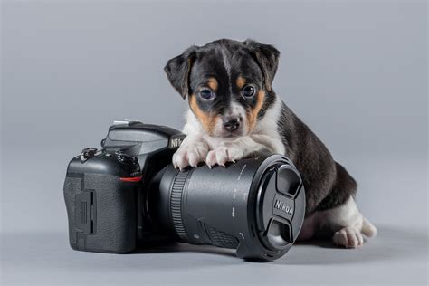 Download Nikon Camera Dog Baby Animal Animal Puppy 4k Ultra Hd Wallpaper