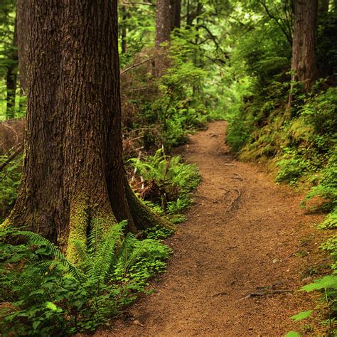 Trail Through Forest Photograph By Andipantz Fine Art America