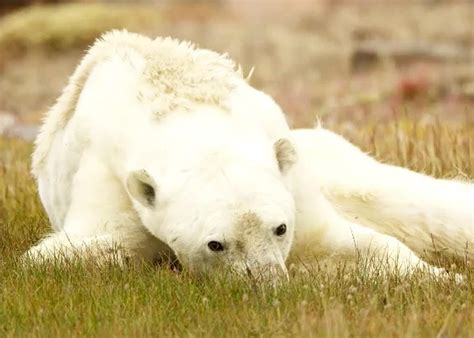 The Viral Photo Of A Starving Polar Bear Might Be Dying Of Cancer Not