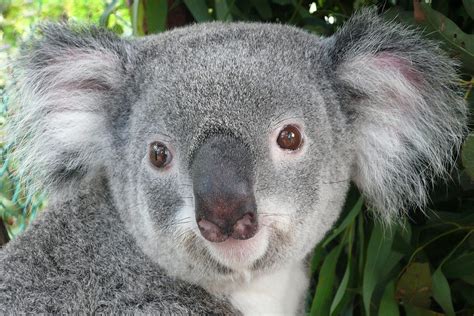 Koala Nose