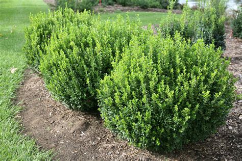 Growing Boxwood Shrubs Ultimate Care Guide 2023
