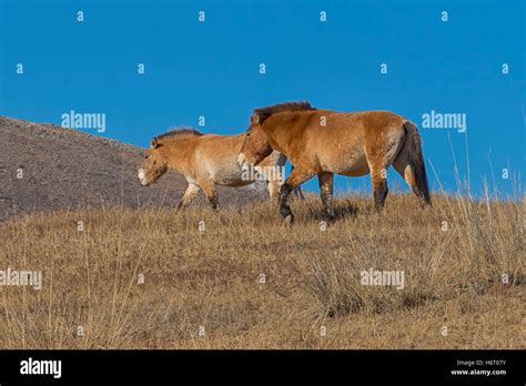 Wild Horses At Hustai National Park Ulaanbaatar Mongolia Stock Photo