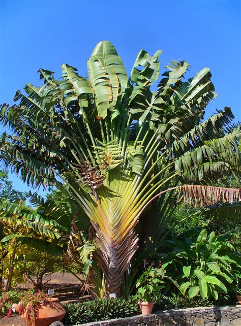 Palmeira Arvore Do Viajante