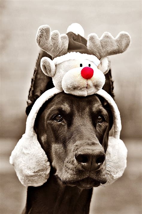 5 Tips To Protect Your Dog This Holiday Season