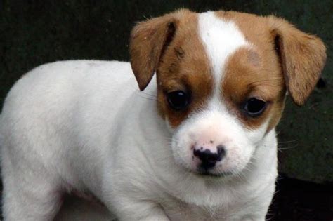 For Sale Miniture Foxy Jack Russel Pup Delivery Adelaide