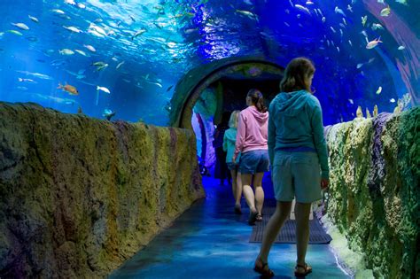 Sea Life Aquarium Rivercenter Mall Opening In 2018