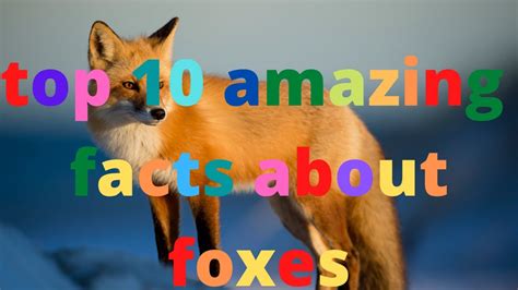 10 Amazing Facts About Foxes Youtube