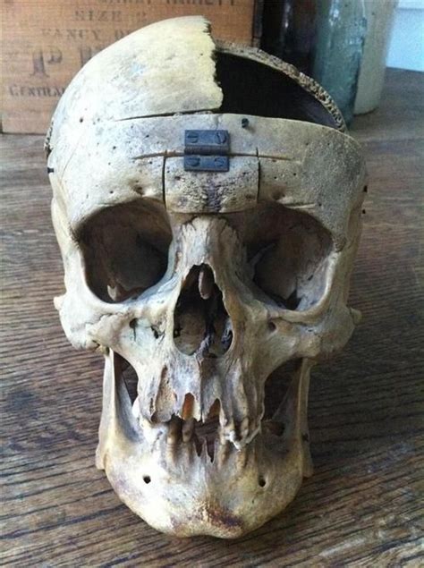 53 Best Skull Reference Images On Pinterest Skull