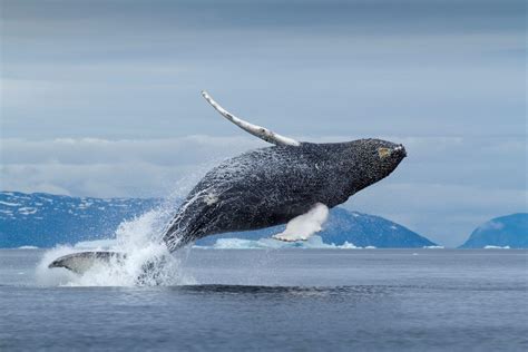 Whale Tours Visit Greenland