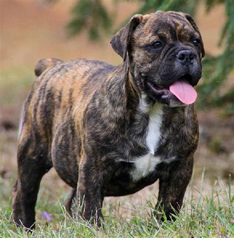 At some point during 1860, gameskeepers in england had need of a dog that was able to track quietly while also crossing small distances to catch and hold poachers without harming them. Bull Mastiff Mix Puppies For Sale | PETSIDI