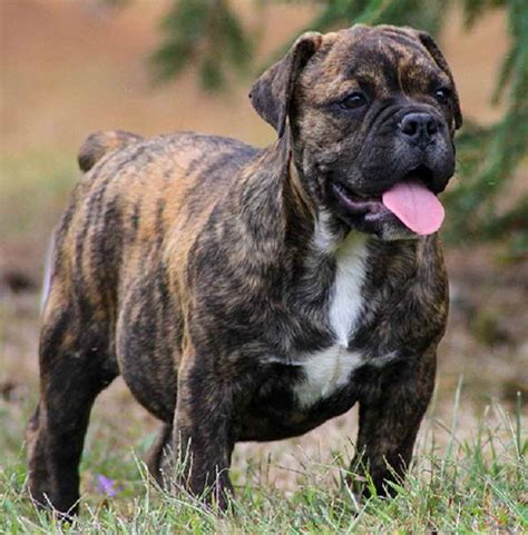 Akc m/f bullmastiff puppies for sale $450 portland, oregon bullmastiff puppies. Bull Mastiff Mix Puppies For Sale | PETSIDI
