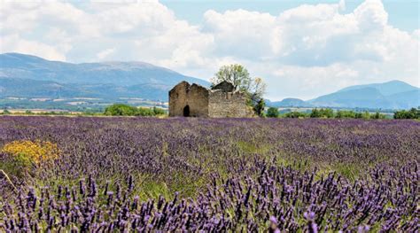 Waar Vind Je De Mooiste Lavendelvelden In De Provence En Wanneer