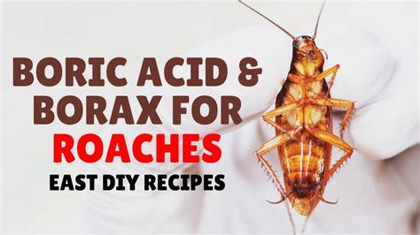 Boric Acid And Borax For Roaches Easy Recipes Youtube